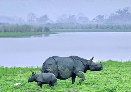 Jaldapara National Park